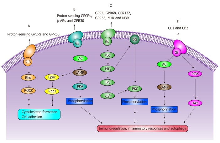 The main signaling pathways of G protein-coupled receptors. A: Proton-sensing G protein-coupled receptors and G protein-coupled receptor 55 are coupled to G13 proteins and are involved in G13/Rho signaling pathways, mediating the modulation of cytoskeleton formation and cell adhesion; B: Proton-sensing G protein-coupled receptors, G protein-coupled receptor 30 and β-adrenergic receptors are implicated in Gs/adenylyl cyclase/cyclic adenosine monophosphate (cAMP) signaling pathways and multiple phosphorylation events, and then mediate immunoregulation, inflammatory responses and autophagy. In addition, G protein-coupled receptor 4 is also implicated in cAMP/exchange protein activated by cAMP (Epac) signaling pathways, and then affects cell adhesion; C: G protein-coupled receptor 4, G protein-coupled receptor 68, G protein-coupled receptor 132, G protein-coupled receptor 55, type 1 muscarinic receptor and type 3 muscarinic receptor bind to Gq proteins and are involved in Gq/phospholipase C/Ca2+ signaling pathways, then phosphorylate target proteins, mediating the regulation of immune response, inflammatory reaction and autophagy; D: Cannabinoid receptor 1 and cannabinoid receptor 2 are coupled to Gi proteins and are involved in immunoregulation, inflammatory responses and autophagy through Gi/adenylyl cyclase/cAMP and Gi/phosphatidylinositol 3 kinase/Akt signaling pathways. GPCRs: G protein-coupled receptors; GPR55: G protein-coupled receptor 55; ROCK: Rho associated coiled-coil containing protein kinase; GPR30: G protein-coupled receptor 30; β-ARs: β-adrenergic receptors, including β1-, β2- and β3-adrenergic receptor; AC: Adenylyl cyclase; cAMP: Cyclic adenosine monophosphate; GPR4: G protein-coupled receptor 4; Epac: Exchange protein activated by cAMP; Rap1: Ras associated protein 1; PKA: Protein kinase A; GPR68: G protein-coupled receptor 68; GPR 132: G protein-coupled receptor 132; M1R: Type 1 muscarinic receptor; M3R: Type 3 muscarinic receptor; PLC: Phospholipase C; PIP2: Phosphatidylinositol 4,5-bisphosphate; IP3: Inositol 1,4,5-triphosphate; DG: Diacylglycerol; PKC: Protein kinase C; CB1: Cannabinoid receptor 1; CB2: Cannabinoid receptor 2; PI3K: Phosphatidylinositol 3 kinase; Akt: Also known as protein kinase B (PKB); Proton-sensing GPCRs: GPR4, GPR68, GPR65 and GPR132; Phosphorylation: nuclear factor kappa-B (NF-kB), extracellular signal-regulated kinase (ERK)/p38 mitogen-activated protein kinase (p38MAPK) etc.