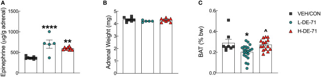 Effects of DE-71 on adrenal epinephrine content and thermogenic brown adipose tissue mass. (A) Epinephrine content measured in adrenal glands harvested at necropsy. (B) Corresponding adrenal weights. (C) Interscapular brown adipose tissue (BAT) collected at necropsy was expressed as a percent of body weight. *indicates significantly different from VEH/CON (*p<0.05, **p<0.01, ****p<0.001); ^indicates significantly different from L-DE-71 (^p < 0.05). Bars and error bars represent values expressed as mean ± s.e.m. n=5-8/group for epinephrine and n=8-21/group for BAT. [Permission obtained for reuse of panel in Figure 1B , Kozlova et al, 2022, Front. Endocrinol. 13: 997304].