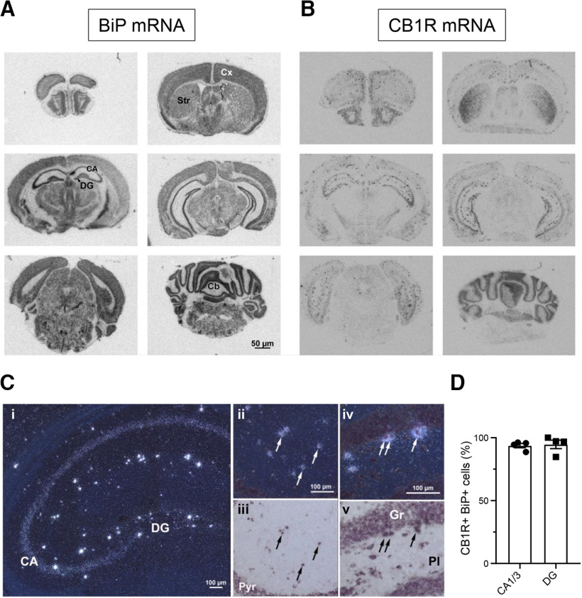 Expression of BiP and CB1R mRNA in the mouse brain. A, B, Representative autoradiographic images of coronal sections from adult mouse brain showing the mRNA hybridization pattern of BiP (A) and CB1R (B). CA, Cornu ammonis; DG, dentate gyrus; Str, striatum; Cx, cortex; Cb, cerebellum. C, Distribution of CB1R mRNA in the mouse hippocampus. Ci, Representative dark field image from a section hybridized with 33P-labeled oligonucleotide probes for CB1R mRNA. A positive signal is evident as clusters/accumulation of bright silver grains. Note the moderate signal on the pyramidal cell layer of CA and the very intense signal on scattered cells in the various hippocampal layers. Cii, Ciii, Colocalization of CB1R mRNA and BiP mRNA in cells of the stratum radiatum and stratum lacunosum moleculare of CA. Pyr, Pyramidal cell layer of CA. Civ, Cv, Colocalization of CB1R mRNA and BiP mRNA in cells of the polymorphic layer (Pl). Gr, Granular cell layer. Sections were hybridized with 33P-labeled probes for CB1R mRNA (signal visualized as clusters of bright silver grains in dark field images) and with digoxigenin-labeled probes for BiP mRNA (signal visualized as dark precipitate in bright field images). Arrows point to some double-labeled cells. D, Quantification of CB1R mRNA-positive cells that coexpress BiP mRNA (n = 4 mice per group).