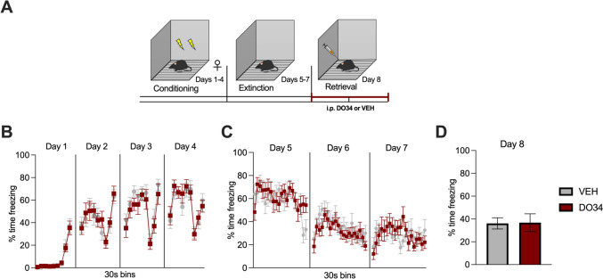 Pharmacological inhibition of DAGL during extinction retrieval does not affect the freezing behavior in female mice. (A) Schematic diagram of the experimental paradigm. (B) Percentage of time spent freezing during the acquisition of contextual fear. (C) Percentage of time spent freezing during extinction of contextual fear. (D) Percentage of time spent freezing during retrieval session when DO34 (50 mg/kg) was injected IP 2 h before each session. All values are presented as mean ± SEM (n= 9–10 female mice per condition)