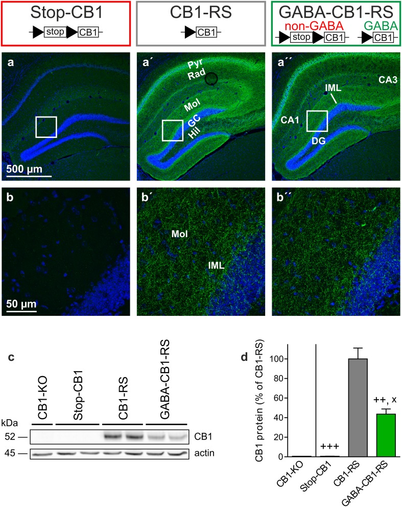 Rescue of the CB1 receptor in forebrain GABAergic neurons: selective restoration of hippocampal protein. a CB1 receptor immunostaining (green) and nuclear staining with DAPI (blue) in the hippocampus of Stop-CB1, CB1-RS and GABA-CB1-RS mice (representative of 2–3 animals per genotype). b Higher magnification micrographs as indicated in a, showing very similar fiber-like staining (also in the inner third of the molecular layer) of CB1-RS and GABA-CB1-RS mice. No specific staining was detected in Stop-CB1 mice, similar to CB1-RS sections that were processed without primary anti-CB1 antibody (not shown). c Representative western blot of hippocampal homogenates, stained with antibodies against the CB1 receptor and actin. No CB1 receptor signal was detected in a CB1-KO mouse and in Stop-CB1 mice, with lower intensity of labeling in GABA-CB1-RS mice than in CB1-RS control mice. d Quantification of CB1 receptor protein normalized to actin protein, shown relative to that in CB1-RS mice (n = 3 animals per genotype); one CB1-KO sample is shown as a reference. Data are expressed as mean ± SEM. CA1/3 cornu ammunis region 1/3, DG dentate gyrus, GC granule cell layer, Hil hilar region, IML inner molecular layer, Mol stratum moleculare, Pyr CA1/CA3 pyramidal cell layer, Rad stratum radiatum. Significant differences in protein levels (d) were determined with one-way ANOVA comparing the three groups followed by Tukey multiple comparison test; x P < 0.05 vs Stop-CB1; ++ P < 0.01 vs CB1-RS; +++ P < 0.001 vs CB1-RS; details of statistical analysis in supplementary Table S2
