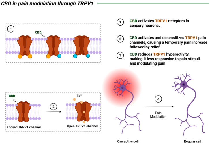 A schematic representation of the direct interaction between CBD and the TRPV1 receptor (a transmembrane ion channel) embedded in the neuronal plasma membrane, which is one of the processes through which CBD can modulate pain in the peripheral nervous system (PNS). Created by: Biorender.com.