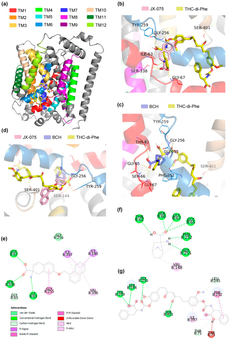 Molecular docking of THC-amino conjugates with LAT1. (a) LAT1 transmembrane segments (TMs). (b) Overlay binding mode of JX-075 and THC-di-Phe to the outward-occluded conformation of the LAT1 protein. (c) Overlay binding mode of JX-075 and THC-di-Phe to the outward-occluded conformation of the LAT1 protein. (d) Overview of the overlay binding mode of LAT1 inhibitors, JX-075 and BCH, and THC-di-Phe to the outward-occluded conformation of the LAT1 protein. 2D binding mode showing the interaction of JX-075 (e), BCH (f), and THC-di-Phe (g) with LAT1.