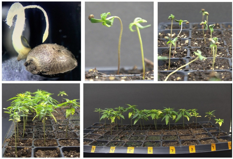 Multifaceted depiction of seed germination: exploring various developmental stages from seeds to seedling growth.