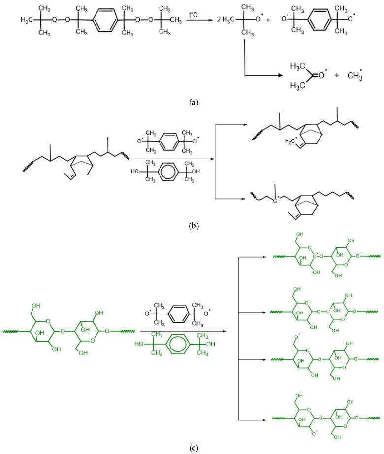 Proposed mechanism for peroxide crosslinking and grafting of EPDM/hemp composites: the initial step of (a) decomposition of the peroxide into radicals, (b) abstract hydrogen atoms from the EPDM backbone, (c) abstract hydrogen atoms from the cellulose backbone.