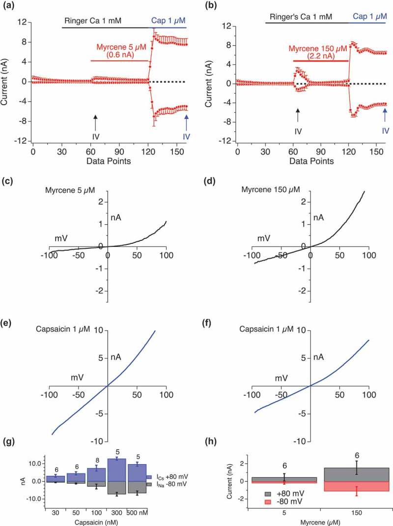 Myrcene activation of cationic currents is dependent on TRPV1. a, b. Current development graphs (n = 6) for HEKTRPV1 stimulated as indicated with Myrcene at 5 μM or 150 μM followed by capsaicin (1 μM). Recordings were performed in 1mM external Ca2+. Attained Imax are shown above the Myrcene recordings. The current development graphs were generated by extracting currents at −80 mV and +80 mV. c–f. High dose Myrcene responses do not elicit pore-dilation in TRPV1 as assessed by rectification in the I/V relationship. c, d. Extracted I/V curves for Myrcene responses. Extraction point from the time series is indicated by upward arrows on a and b. e, f. Extracted I/V curves for Capsaicin responses. Extraction point from the time series is indicated by upward arrows on a and b. High amplitude Myrcene-induced currents (4 nA) were induced using 150 μM Myrcene application. These rapidly inactivating currents display a rectification that is not seen in large capsaicin-induced TRPV1 currents where pore dilation has occurred. g, h. Bar graphs representing inward and outward current at different doses of Capsaicin (G) and Myrcene (H).