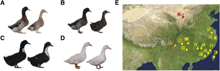 Graphical representation of Jianchang ducks and geographical distribution of the selected ducks in this study. (A) Light hemp feather population (B) deep hemp feather population (C) white chest and black feather population (D) white feather population (E) the geographical distribution of duck population. Orange star represent the distribution areas for Jianchang duck, red dots represent the distribution areas for mallards, and yellow dots represent living areas for other domesticated duck.