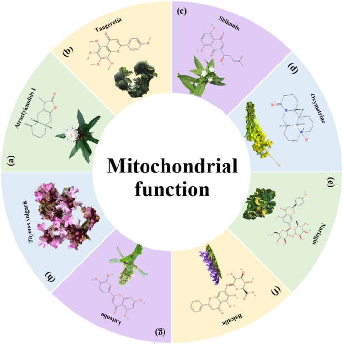 Herbal medicine treats CRC by regulating mitochondrial function. (a) Atractylodes macrocephala Koidz. (b) Citrus aurantium L. (c) Lithospermum erythrorhizon Siebold & Zucc. (d) Sophora tonkinensis Gagnep. (e) Citrus paradisi Macf. (f) Scutellaria baicalensis Georgi. (g) Reseda odorata L. (h) Thymus mongolicus (Ronniger) Ronniger.