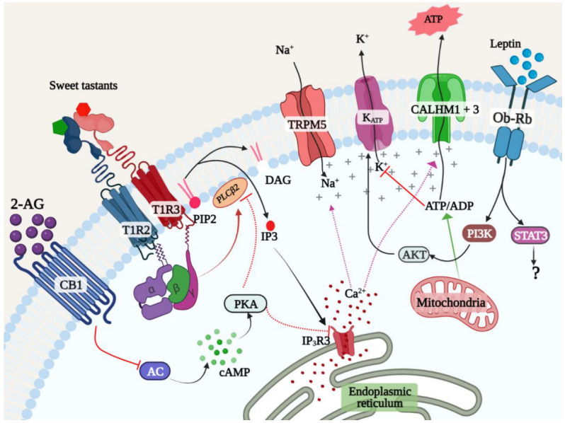 Leptin and endocannabinoids reciprocally regulate sweet taste signaling. The receptors for leptin and endocannabinoids are expressed in STR-expressing cells. Leptin signaling through the Ob-Rb receptor activates the PI3K–AKT signaling pathway in sweet taste cells to activate the KATP channel, thereby reducing the sensitivity of STR-expressing cells. Endocannabinoids signal through the CB1 receptor that is also expressed in these cells, to inhibit adenylyl cyclase, causing cAMP depletion and disinhibition of STR signaling. The action of these and other hormones regulates sweet taste signaling and behavioral responses to sweet tastants.