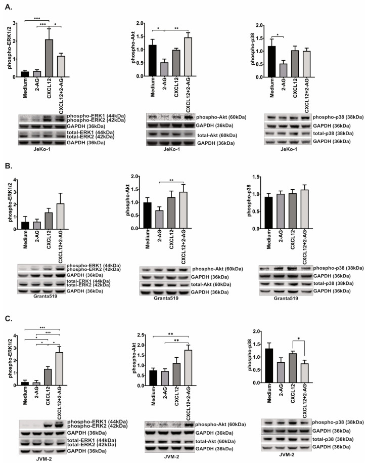 Activation of signaling pathways. (A) JeKo-1, (B) Granta519 and (C) JVM-2 were incubated for 2 min with CXCL12 (200 ng/mL) or 2-AG (100 nM) or the combination, and the activation of the signaling pathways ERK1/2, Akt and p38 was assessed by Western blotting, normalizing phospho/GAPDH band intensity to total/GAPDH as described in Section 2, bars represent an average of the ratio of at least four repeats and error bars are standard error of the mean; paired t-test, * p < 0.05, ** p < 0.01, *** p < 0.001, ns: non-significant, a representative blot for each experiment is shown. Original blot see Supplementary File S1.