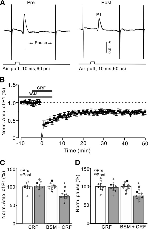 Blockade of CRF-R1, CRF failed to prevent facial stimulation-evoked MLI-PC LTD. A Upper: Representative cell-attached recording traces showing air-puff stimulation (10 ms, 60 psi; arrows)-evoked responses in a cerebellar PC before (Pre) and after (post) delivering 1 Hz (240 pulses) facial stimulation in the presence of a mixture of BSM (200 nM) and CRF (100 nM). B Summary of data showing the time course of normalized P1 amplitude before and after delivery of 1 Hz facial stimulation (arrow head) in the presence of the mixture. C Bar graph with individual data showing the normalized amplitude of P1 before (Pre), after (Post) delivery of 1 Hz stimulation. D Mean (± S.E.M.) with individual data showing the normalized pause of simple spike firing before (Pre), after (Post) delivery of 1 Hz stimulation. #P < 0.05 versus Pre of BSM + CRF; *P < 0.05 versus post of CRF. n = 8 mice in each group