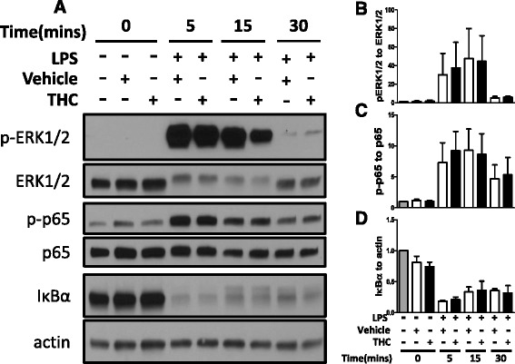 No effect of THC on selected LPS-stimulated signal transduction molecules. Monocytes were stimulated with 30 μM THC or vehicle 30 min prior to 100 ng/mL LPS for indicated time periods. a Whole cell lysates were subjected to western blot for indicated proteins. Representative blots of one donor are shown. Similar results were obtained in 3 donors. Phospho-ERK1/2(p-ERK1/2) blot was stripped and reprobed for total ERK1/2. Phospho-p65 (p-p65) blot was stripped and reprobed for total p65. IκBα blot was stripped and reprobed for actin. Densitometry of data from 3 donors is graphed for pERK1/2: total ERK1/2 ratio (b), p-p65: total p65 ratio (c), and IκB: actin ratio (d). Graphs are normalized to untreated samples and depict mean and standard error for 3 donors