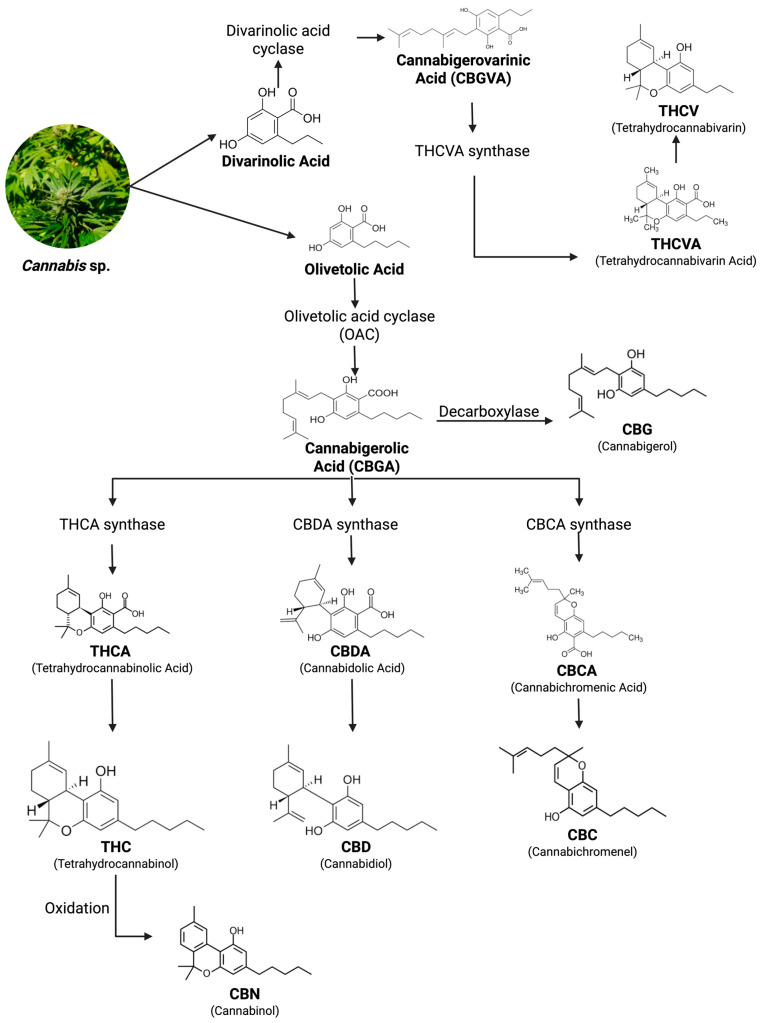 Localization of phytocannabinoid biosynthesis in cannabis trichomes.