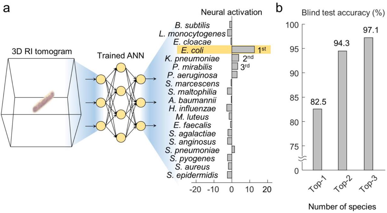 Identification of an individual three-dimensional (3D) refractive index (RI) tomogram using the artificial neural network (ANN).(A) The ANN model processes the given 3D RI tomogram and results in a neural activation profile, which represent the similarity in the space of features extracted by the ANN. (B) The resulting neural activation allows the accurate narrowing down of possible species and the selection of the single most likely species.