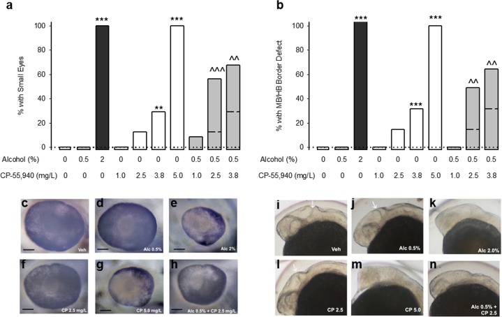 Cannabinoids exacerbate alcohol-induced eye and brain malformations in zebrafish. (a,b) The incidence of small eyes (a) and midbrain/hindbrain boundary defects (b) following exposure to fish water vehicle (n = 30 for eyes and MHB), 0.5% alcohol (n = 30 for eyes and MHB), 2.0% alcohol (n = 30 for eyes and MHB), CP 55,940 1.0 mg/L (n = 30 for eyes and MHB), CP 55,940 2.5 mg/L (n = 32 for eye, 34 for MHB), CP 55,940 3.8 mg/L (n = 41 for eye, 44 for MHB), CP 55,940 5.0 mg/L (n = 40 for eye, 43 for MHB), 0.5% alcohol + CP 55,940 1.0 mg/L (n = 32 for eye, 35 for MHB), 0.5% alcohol + CP 55,940 2.5 mg/L (n = 35 for eye, 45 for MHB), 0.5% alcohol + CP 55,940 3.8 mg/L (n = 44 for eye, 49 for MHB). MHB defects were measured following exposure from 5.25 to 24 hours post fertilization (hpf), and small eyes were measured following exposure from 5.25 to 48 hpf. **p < 0.01, ***p < 0.001, vs fish water vehicle, ^^p < 0.01, ^^^p < 0.001 vs. respective doses of CP 55,940 alone using a Chi-square or Fischer’s exact test, depending on sample size. Data are expressed as the percent of zebrafish with defects (number of affected zebrafish/total number of zebrafish *100), observed in a single experiment. Dotted lines reference the zero incidence of spontaneous eye and MHB defects. Dashed lines within the bars corresponding to the alcohol and CP 55,940 simultaneous treatment indicate the predicted additive effects. (c–h) Representative photographs of zebrafish eyes and midbrain/hindbrain boundaries (i–n) following vehicle (c,i), 0.5% alcohol (d,j), 2% alcohol (e,k), CP 55,940 2.5 mg/L (f,l), CP 55,940 5.0 mg/L (g and m), and 0.5% alcohol + CP 55,940 2.5 mg/L (h and n). The black line in (c–h) represents a 50 μm scale bar. The white arrows in (i,j,l) indicate the midbrain/hindbrain boundary.