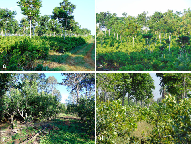 Four panels showcasing different views of agroforestry systems. Panel a: Rows of tall trees interspersed with low-lying shrubs, clear pathway visible. Panel b: Dense vegetation with tall trees and hillside covered in green foliage. Panel c: Diverse undergrowth with scattered trees, uneven ground covered in green plants. Panel d: Lush greenery with tall and short plants densely packed together. All panels depict vibrant, dense greenery under a clear blue sky.