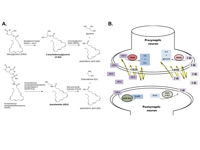Formation, degradation and retrograde signaling of endocannabinoids. A. The eCB 2-AG is formed primarily from DAG by DAGL-α and DAGL-β and is degraded by MAGL into AA and glycerol. The eCB AEA is formed primarily from NAPE by NAPE-PLD and degraded to AA and EA by FAAH. B. Neuronal eCB signaling occurs by retrograde processes; that is, eCBs are made in the postsynaptic neuron, passively diffuse out of the neuron, through the synaptic cleft and bind to cannabinoid receptors on pre-synaptic axonal terminals. eCBs activate CB1R, which tends to have an inhibitory, hyperpolarizing effect on the presynaptic neuron. The formation of eCBs is stimulated by increased signaling from the presynaptic neuron. Retrograde eCB signaling acts to suppress presynaptic neuronal activity by depolarization-induced suppression of inhibition (DSI, in GABAergic neurons) or depolarization-induced suppression of excitation (DSE, in glutamatergic neurons). Structures obtained from [65-67].