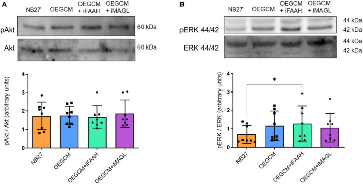 The phosphorylation of proteins associated with cellular signaling pathways in hippocampal cell cultures is not affected by the OEGCM from cells treated with FAAH or MAGL inhibitors. In panel (A), representative western blotting of pAkt and Akt (60 kDa) and quantification of pAkt in relation to total Akt. Data is presented as mean ± SD, statistical analysis was performed using Friedman and Dunn’s as post hoc test. N = 8 for all experimental conditions, p > 0.9999 for all comparisons. In panel (B), representative western blotting of pERK 44/42 and ERK 44/42 (44 kDa/42 kDa) and quantification of pERK 44/42 in relation with ERK 44/42. Data is presented as mean ± SD, statistical analysis was performed using Friedman and Dunn’s as post hoc test. N = 8 for all experimental conditions, p = 0.4882 for NB27 vs. OEGCM, p = 0.0402 for NB27 vs. OEGCM + iFAAH, p = 0.4882 for NB27 vs. OEGCM + iMAGL, p > 0.9999 for OEGCM vs. OEGCM + iFAAH, p > 0.9999 for OEGCM vs. OEGCM + iMAGL. *p < 0.05.
