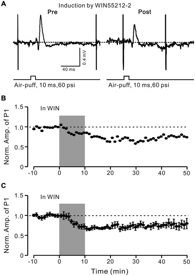 LTD of GABAergic transmission at PCs was induced by a CB1 receptor agonist. (A) Representative cell-attached recording traces showing air-puff stimulation (10 ms, 60 psi)-evoked responses in a cerebellar PC before (left) and after application of CB1 agonist WIN55212-2 (5 μM; 10 min). (B) Time course of normalized amplitude of P1 (shown in A) before and after application of CB1 agonist WIN55212-2 (5 μM; 10 min; shadow). (C) Pooled data showing the average normalized amplitude of P1 before and after application of CB1 agonist WIN55212-2 (5 μM; 10 min; shadow; n = 7). Note that application of CB1 agonist WIN55212-2 for 10 min induced LTD of P1. Data points are mean ± SEM.