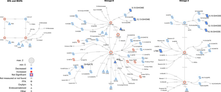 Lipid networks, illustrating the effect of fitness and weight loss intervention on postexercise recovery plasma metabolite patterns in adult women (at 20 min postexercise). The biochemical network displays precursor–product relationships for fatty acids, oxylipins (OxL) and endocannabinoids (eCB) for related subclasses of fatty acid precursors including saturated and monounsaturated, omega‐6 and omega‐3 polyunsaturated fatty acids. The magnitude, direction and significance of postintervention versus preintervention differences are denoted by node size, border or fill colors (red, higher concentration postintervention vs. preintervention; blue, lower concentration postintervention vs. preintervention), respectively. Significant changes are shown for lipids with p ≤.05 from Kruskal–Wallis nonparametric tests. Nonmeasured or undetected species are displayed in gray symbols with no borders