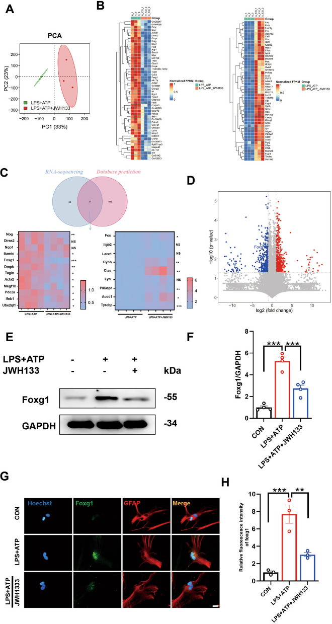 Foxg1 is a crucial regulatory molecule for CB2R-mediated autophagy promotion. A Principal Component Analysis (PCA) plot depicting the transcriptomic profiles of (specify the samples or conditions being compared). Each data point represents an individual sample, and the plot reveals the multidimensional relationships between samples based on their gene expression patterns. B Differential genes between LPS + ATP vs LPS + ATP + JWH133 groups (downregulated genes on the left, upregulated genes on the right). C The study involves retrieving the intersection between genes in a database and genes associated with sequencing changes. Subsequently, approximately 20 genes from this intersection will be selected for qPCR analysis. D Location of foxg1 among differentially expressed genes in volcano plot. E Western blot analysis was performed to assess the expression of foxg1. The corresponding representative blot is presented in F (for 4 independent experiments.). G Immunofluorescent staining of primary astrocytes (foxg1 is green, GFAP is red), and the fluorescence intensity statistics of foxg1 are shown in H (for 3 independent experiments). NS means not significant, *P < 0.05, **P < 0.01, ***P < 0.001 compared with the corresponding group, as determined by the one-way ANOVA