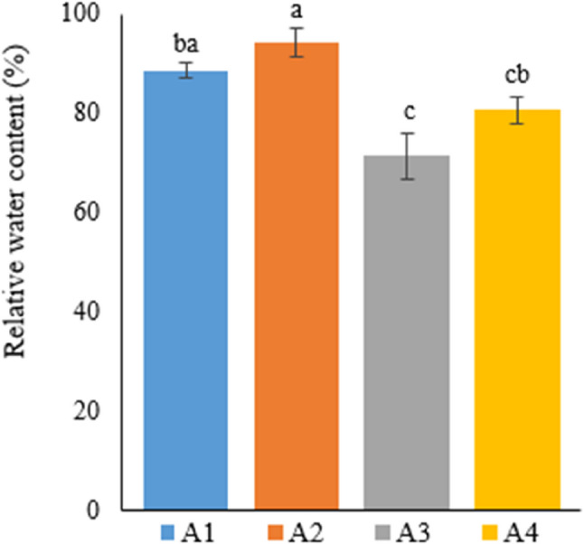 Graph showing the relative water content of cannabis plants which is A1: 1/2 Hoagland + 150:30:150 N: P:K, A2: 1/2 Hoagland + 150:30:150 N: P:K + 10 mg/L Si, A3: 1/2 Hoagland + 150:30:150 N: P:K + 1 mg/L IBA, A4: Soil media (peat: soil: perlite / 1:1:1). Columns shown that mean comparsions were conducted using Duncan’s multiple range test wtih the bars stand for standard deviation (SD). According to the analysis of variance, different letters indicate statistically significant differences at p ≤ 0.05