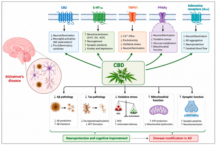 Proposed multitarget neuroprotective mechanisms underlying the rationale for CBD-like structures design in Alzheimer’s disease.