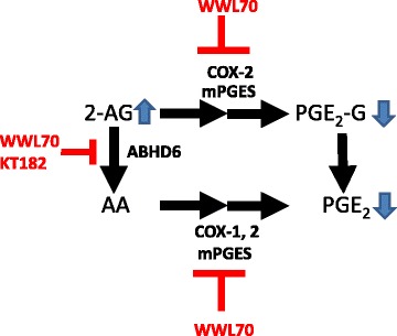 Potential actions of WWL70 on PGE2 and PGE2-G production in microglia. 2-AG is mainly metabolized to arachidonic acid, which in turn converts to PGE2 by catalysis of COX-1/2 and mPGESs. WWL70 inhibits ABHD6 thereby increasing the levels of 2-AG and reduces the production of PGE2 by inhibiting PGE2 synthetic enzymes. 2-AG can also be oxygenated by COX-2 and then converted to PGE2 glycerol ester by mPGESs, which is also inhibited by WWL70