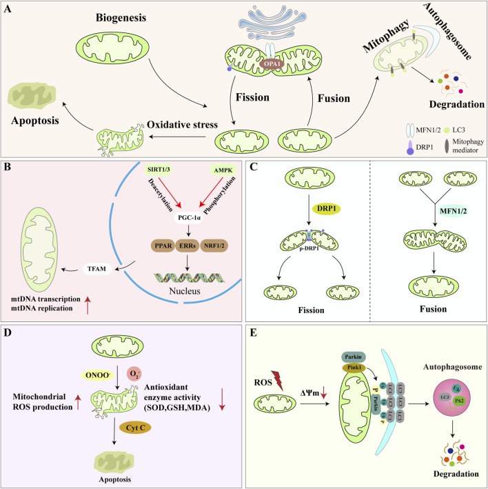 Scientific diagram outlining mitochondrial dysfunction. Panel A summarizes mitochondrial biogenesis, fission, fusion, mitophagy, and apoptosis. Panel B illustrates transcriptional regulation and mitochondrial DNA replication involving PGC-1α and TFAM. Panel C depicts fission via DRP1 and fusion via MFN1/2. Panel D shows oxidative stress leading to apoptosis through Cytochrome C and reduced antioxidant enzyme activity. Panel E describes ROS-induced mitochondrial depolarization leading to mitophagy, involving Parkin, Pink1, and autophagosome-mediated degradation. Distinct proteins and pathways are labeled throughout for clarity.