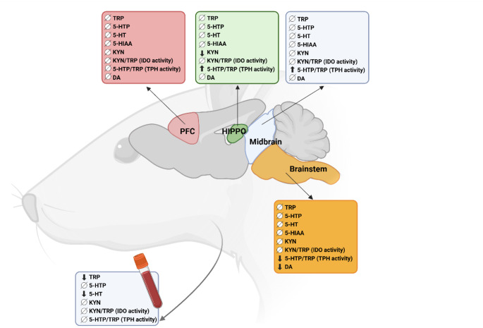 Summary of neurochemical changes induced by CBD in morphine-tolerant rats across different brain regions and serum. This schematic summarizes the direction of significant changes in tryptophan metabolism and dopamine (DA) levels in morphine-tolerant SNI rats following CBD treatment (20 mg/kg, ip). Arrows indicate the direction of significant effects observed in each region: ↓ = decrease; ↑ = increase; ⦰ = no significant change. Tryptophan (TRP), 5-hydroxytryptophan (5-HTP), serotonin (5-HT), its metabolite 5-hydroxyindoleacetic acid (5-HIAA), kynurenine (KYN), and dopamine (DA). TPH, tryptophan hydroxylase; IDO, indoleamine 2,3-dioxygenase. HIPPO, hippocampus; PFC, prefrontal cortex