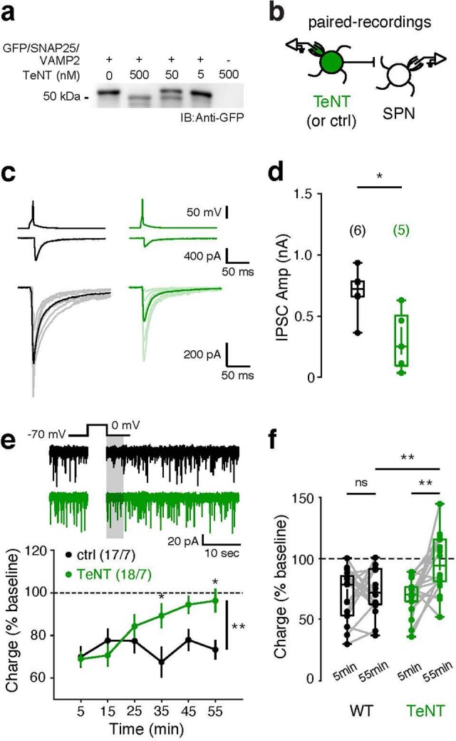 Acute loading of recombinant TeNT-LC through the patch pipette disrupts DSI in striatal SPNs.a, Western blot image showing Synaptobrevin-2/VAMP2 cleavage in the presence of recombinant TeNT-LC protein dissolved in recording internal solution (conducted once before all recording experiments). b, Schematic of paired recordings. c, Top: representative paired recordings showing monosynaptic IPSCs in response to evoked presynaptic action potentials. Bottom: Overlay of time-aligned monosynaptic IPSCs across recorded cells. d, Summary of IPSC amplitudes recorded from postsynaptic SPNs. Acute presynaptic dialysis of TeNT (~20 mins) is sufficient to significantly reduce monosynaptic IPSC amplitudes (ctrl: n = 6 pairs / 4 mice, 697.62 ± 78.34 pA; TeNT: 5 pairs / 4 mice, 299.07 ± 109.81 pA; p = 0.017). e, f, Acute TeNT-loading in WT SPNs progressively disrupts striatal DSI (ctrl: 17 cells / 7 mice, 5 min: 69.94 ± 5.11%, 55 min: 73.35 ± 4.56%; ctrl 5 min vs. 55 min: p = 0.554; TeNT: 18 cells / 7 mice, 5 min: 69.00 ± 3.54%, 55 min: 96.37 ± 5.59%; TeNT 5 min vs. 55 min: p = 0.003; ctrl 55 min vs. TeNT 55 min: p = 0.008; ctrl vs. TeNT: p = 0.005). Top, representative DSI recordings. f, Summary of DSI at 5 min (left) and 55 min (right) after TeNT-loading. Data are mean ± SEM. (d, f) Box plots are depicted as mean (center), first/third quartile (lower/upper box limits), and minima/maxima (bottom/top whiskers). Statistical significance was assessed by two-sided tests, including Mann-Whitney tests (d), 2-way repeated measures ANOVA (E), and ANOVA with multiple comparisons (f) (** p < 0.01; * p < 0.05; n.s. non-significant). Source data