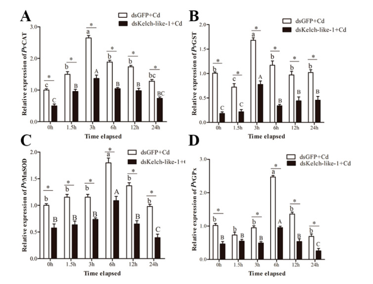 The mRNA expression of (A) PvCAT (Catalase), (B) PvMnSOD (Superoxide dismutase), (C) PvGPx (Glutathione peroxidase) and (D) PvGST (Glutathione S-transferase) in PvKelch-like-1-silenced shrimp after cadmium challenge. Vertical bars represent the mean ± SD (n = 3). Different letters indicate statistically significant differences (p < 0.05) between Cd challenged and unchallenged shrimp (0 h). Asterisks indicate statistically significant differences (p < 0.05) between the two treatment groups.