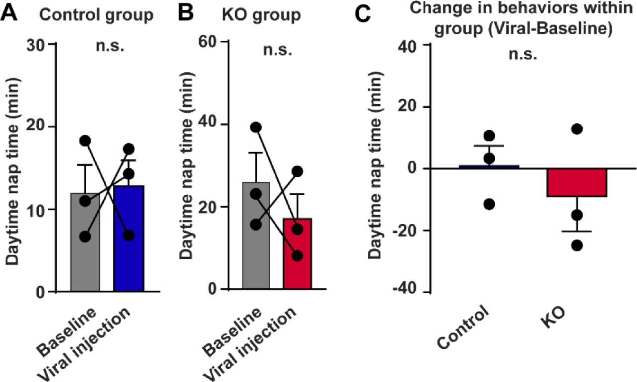 Unaffected daytime nap time after CB1R knockout in the amygdala of adult marmosets.A, B, Five-day average daytime nap time in control (A) and KO (B) groups. n = 3, two-tailed paired t-test, t(2) = 0.1251, P = 0.9119 (A); t(2) = 0.7951, P = 0.5099 (B). C, Comparison of changes in daytime nap time between control and KO groups. n = 3, two-tailed unpaired t-test, t(4) = 0.7517, P = 0.4940. n.s., not significant; data are mean ± SEM.Source data were provided in figure 2-source data 2.