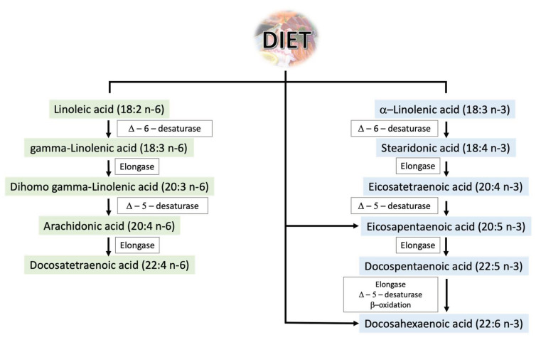 Metabolism of omega-3 and omega-6 PUFAs.