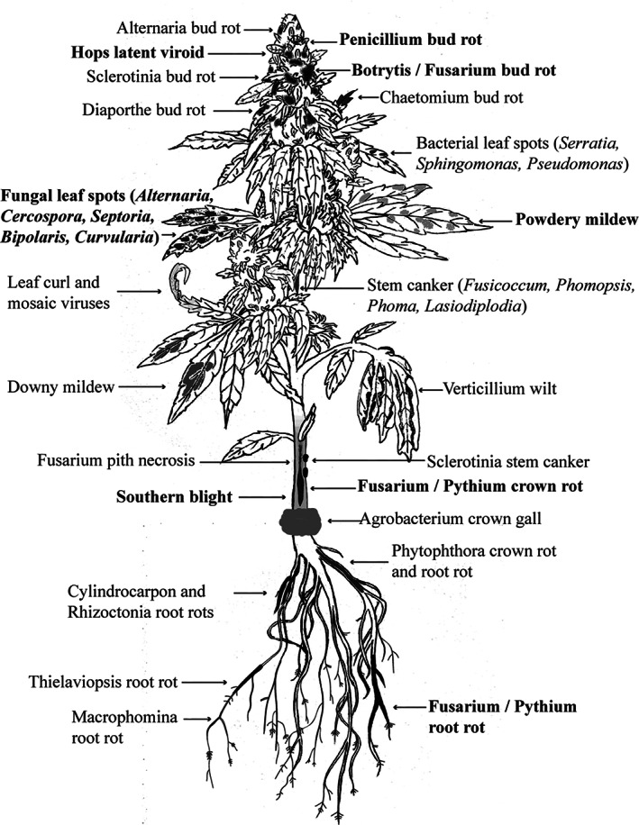 The emerging pathogens on cannabis and hemp plants. Pathogens shown in bold are the most damaging.