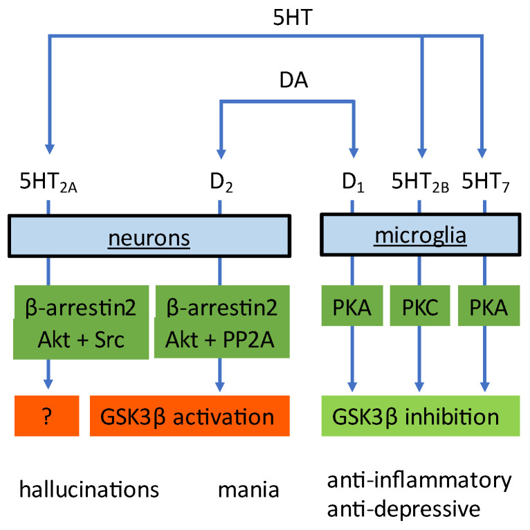 Dopamine (DA) and serotonin (5HT) activate distinct receptor subtypes and signaling pathways in microglia and neurons. In microglial cells, the functional outcome is an inhibition of GSK3β, whereas activation of the D2-receptor in neurons results in activation of GSK3β. Whether activation of the 5HT2A receptor in neurons leads to GSK3β activation has not been investigated.