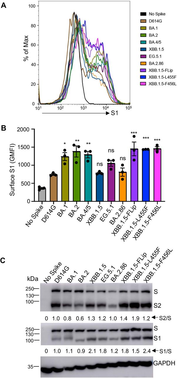 Cell surface expression and processing of Omicron BA.2.86 and Flip Spike proteins.(A-B) Cell surface expression of the indicated variant Spike proteins. HEK293T cells used for production of pseudotyped lentiviral vectors carrying each variant Spike proteins (Figures 1-3) were stained with anti-SARS-CoV-2 S1 antibody. Representative histogram of anti-S1 signals in the cells (A) and geometric mean fluorescence intensities (B) of each subvariant from three biological replicates are shown. (C) Spike expression and processing in viral producer cell lysates. HEK293T cells, which were used to produce lentiviral pseudotypes, were lysed and probed with anti-S1, anti-S2 and anti-GAPDH antibodies, respectively. Spike processing was quantified by NIH ImageJ and set to a S1/S or S2/S ratio and normalized the ratios of each Omicron subvariant to that of D614G. Dots represent three biological replicates. Bars in (B) represent means ± standard error. Significance relative to D614G was made using a one-way ANOVA with Bonferroni post-test. P values are displayed as ns p > 0.05, *p < 0.05, **p < 0.01, and ***p < 0.001.