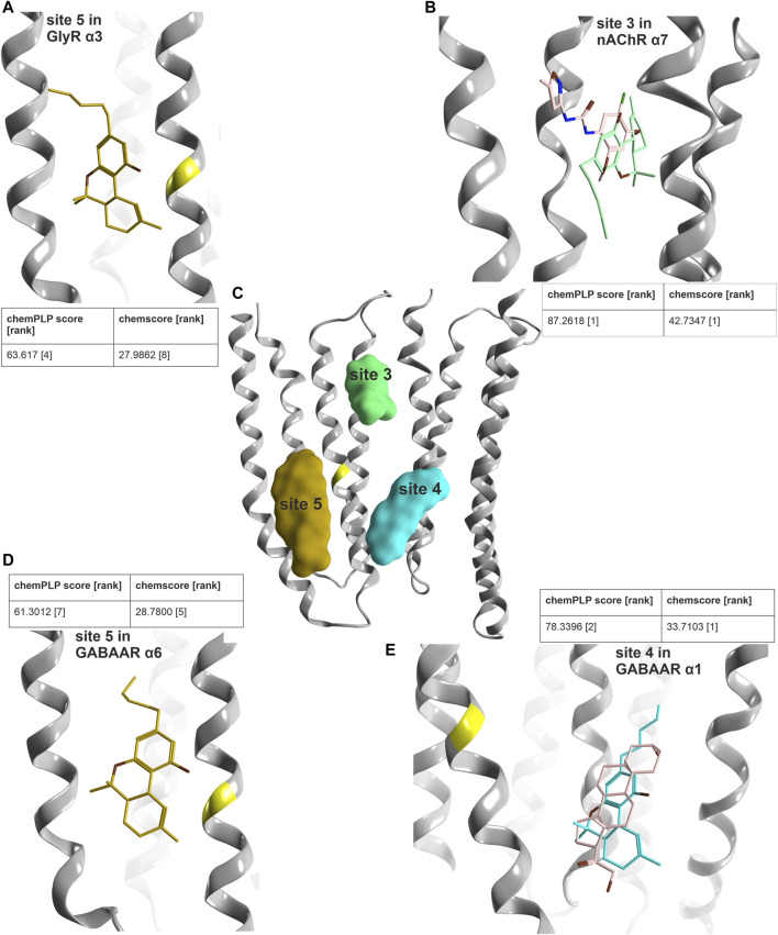 Computational docking into candidate binding sites for Δ9-THC. (A) Consensus binding mode for site 5 in the GlyR α3 subunit from 5VDI which is also present in the GABAAR α6 docking in panel (D). (B) The highest ranked consensus scored representative binding mode from the docking into site 3 from 7EKT with Δ9-THC in blue superposed with PNU-120596 in pink. (C) All three sites of interest displayed on a representative ribbon structure with GlyR α3 Ser307 indicated by a yellow segment on TM3. (D) Docking result of Δ9-THC into site 5 of a GABAAR α6 homology model. (E) Representative binding mode from the docking into 5OSB superposed with THDOC in pink.