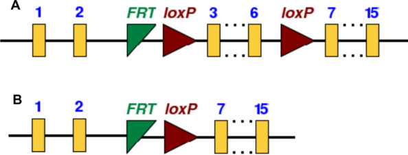 Schematic representation of the FAAH floxed line. A Exons 3 to 6 marked with flanked loxP sites. B Excision of exons 3 to 6 upon Cre activity. In yellow – exons 1 to 15. In red – loxP sites, recognized by the Cre. In green – flippase recognition target sites from selection steps in the generation of the modified gene locus