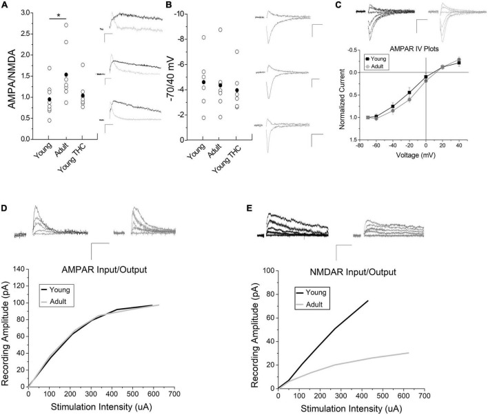 Impact of development and chronic THC on AMPA/NMDA ratios. (A) AMPA/NMDA ratios are significantly higher in adult mice than young (n = 8 young, n = 7 adults, p < 0.05). Chronic THC injection in young mice has no significant effect on AMPA/NMDA ratios when compared to naive young mice (n = 7 young chronic THC, p > 0.1). Insets represent AMPA currents and NMDA currents at +40 mV, the latter being a subtraction of AMPA from total current (see methods for details). (B) The -70/40 ratio remains unchanged from naive young mice to adults (n = 6 young and n = 7 adult, p > 0.1), and from naïve young mice to chronic THC injected young mice (n = 6 chronic THC young, p > 0.1). Insets represent AMPA currents taken at -70 and +40 mV. (C) No significant difference is noted in IV plots between young and adult mice (n = 7 for both groups, p > 0.1; ANCOVA). Rectification between the two groups at positive potentials is unchanged (p > 0.1). Insets represent AMPA currents taken at +40, +20, 0, -20, -40, -60, and -70 mV. (D) Input/output curves of evoked AMPA currents as correlated with stimulation intensity were unchanged between age groups (n = 15 adults, n = 13 young, p > 0.1, ANCOVA). Curves were created by post hoc analysis of raw data using two-minute averages of EPSCs comparing the amount of current evoked in an AMPA or NMDA only EPSCs at +40 mV compared to current injected into the stimulation electrode, which were then best fit to a curve. The data points used to create the curves were taken at various points throughout the curve range. The curves were compared statistically between young and adult mice for AMPA (D) and NMDA (E) currents using an ANCOVA. Raw data was that attained in Figure 3A at +40 mV in order to measure NMDA currents. (E) Input/output curves of evoked NMDA currents were significantly higher in young mice compared to adults (n = 9 adults, n = 8 young mice, p < 0.05, ANCOVA). In both panels (D,E) inset AMPA and NMDA current traces were measured at +40 mV at various stimulus intensities. Scale bars represent 20 pA, 5 ms. *p < 0.05.