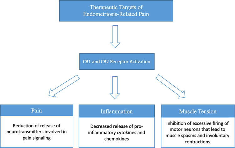 Therapeutic Targets of Cannabis for Relieving Endometriosis-Related Pain. This flow diagram illustrates the key therapeutic targets within the endocannabinoid system that interact with cannabis compounds. The interaction depicted above provide insights into the potential pathways for the applications of cannabis in the management of endometriosis-related pain.