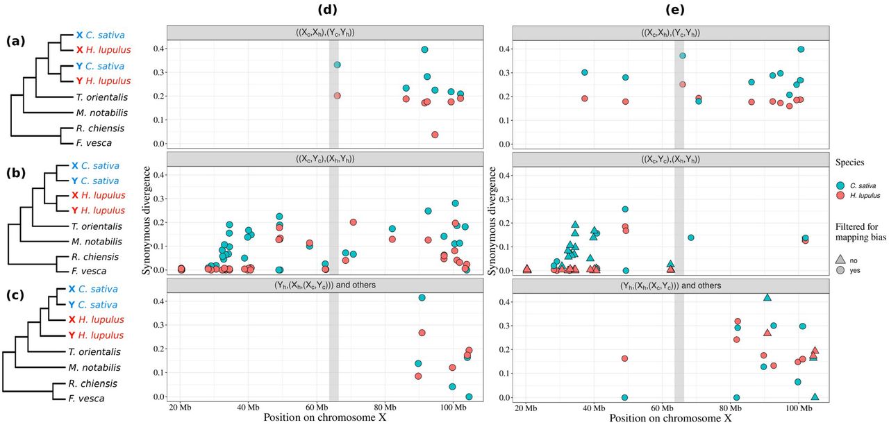 Distribution of the three topologies of the sex-linked genes on the X chromosome: (a) Topology I, XX-YY – arrest of recombination older than the split between the two genera, (b) Topology II, XY-XY – arrest of recombination younger than the split between the two genera, (c) Topology III, Y-X-XY – H. lupulus X chromosome is closer to C. sativa sequences than its Y counterpart. (d) Distribution of the topologies along the C. sativa X chromosome (‘other’ topology is included in the Y-X-XY topology panel), using the full gene sequences. For each gene, dots represent the dS values in C. sativa (blue) and H. lupulus (red). (e) Distribution of the topologies after filtering out possible mapping biases through geneconv. Triangles indicate that at least one segment was removed, dots indicate sequences for which no mapping bias was detected.