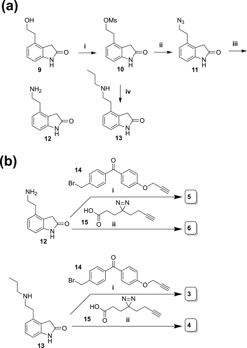 Synthesis of Ropinirole-Based Targets with Multifunctional Cross-Linkers (a) (i) MsCl, TEA, CH2Cl2, 74%; (ii) NaN3, H2O, 72%; (iii) polymer-bound PPh3, 22%; (iv) N-propylamine, reflux 29%. (b) (i) CsCO3, KI, 14, 33% for 5, 10% for 3; (ii) EDC-HCl, HATU, DIPEA, 15, 27% for 6; 32% for 4