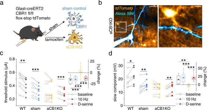 Deletion of astrocytic type 1 CBRs (CB1Rs) disrupts the frequency-dependent modulation of dendritic spiking by pyramidal cell activity.a Generation of sham and aCB1KO mice. b Sample CA1 pyramidal cell filled with Alexa Fluor 594 (40 µM, blue, whole-cell patch clamp), an iontophoresis pipette (blue) and expression of tdTomato (indicator of astrocytic CB1R deletion, aCB1KO). Left panel: scale bar 20 µm. Right panel: enlarged white box from right panel, scale bar 5 µm. c Dendritic spike threshold decrease during 10 Hz alveus stimulation absent aCB1KO mice but preserved in wildtype (WT) and sham control mice (left panel; WT: 0.48 ± 0.05 µA vs. 0.40 ± 0.04 µA, n = 7, p = 0.0026, two-sided paired Student’s t test; sham: 0.36 ± 0.03 µA vs. 0.31 ± 0.03 µA, n = 8, p = 0.00071, two-sided paired Student’s t test; aCB1RKO: 0.31 ± 0.05 µA vs. 0.31 ± 0.04 µA, n = 9, p = 1.00, two-sided Wilcoxon signed-rank test). Decrease after D-serine application (10 µM) is preserved in aCB1KO mice (0.33 ± 0.03 µA vs. 0.29 ± 0.03 µA, n = 7, p = 0.000096, two-sided paired Student’s t test). Right panel: change (filled circles, left panel) relative to baseline (open circles, left panel). One-way ANOVA with post-hoc Fisher’s LSD. d Corresponding slow component changes during alveus stimulation (WT: 19.18 ± 1.94 mV vs. 22.14 ± 2.19 mV, n = 7, p = 0.031, two-sided paired Student’s t test; sham: 13.83 ± 1.50 mV vs. 16.41 ± 1.29 mV, n = 8, p = 0.0056, two-sided paired Student’s t test; aCB1KO: 13.73 ± 1.36 mV vs. 12.83 ± 1.14 mV, n = 9, p = 0.14, two-sided paired Student’s t test) and D-serine application (aCB1KO: 10.51 ± 1.33 mV vs. 12.70 ± 1.56 mV, n = 7, p = 0.0011, two-sided paired Student’s t test). Right panel: change (filled circles, left panel) relative to baseline (open circles, left panel). One-way ANOVA with post-hoc Fisher’s LSD. Data are expressed as mean ± s.e.m. in the legend and displayed in box plots. The box indicates the 25th and 75th, the whiskers the 5th and 95th percentiles, the horizontal line in the box the median and the mean is represented by a filled circle. Throughout panels *p < 0.05, **p < 0.01, ***p < 0.001. Supplementary Table 2 for further information. Source data are provided as a Source Data file.