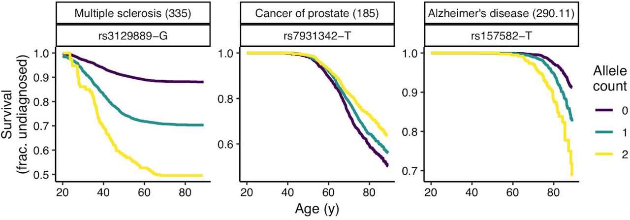 Kaplan-Meier survival curves for three phenotype-SNP pairs. For each phenotype, the corresponding phecode is in parentheses. The curves do not account for sex or principal components of genetic ancestry, and thus are not exactly equivalent to the Cox regression used for the GWAS.
