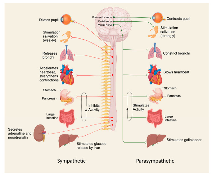 Toxidrome Approach to Poisoning Due to Drugs of Abuse. Created with www.biorender.com, accessed on 10 August 2023.