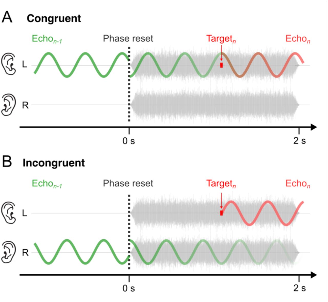 Possible mechanisms by which past sensory experience biases forthcoming perceptual decisions, causing oscillations in congruent but not incongruent trials. (A) The green oscillation represents the ‘echo’ evoked by a target in the left ear in the previous trial (n-1). The reverberation resonates at alpha rhythm and continues to the current trial (n) where it synchronises with other ongoing brain oscillations (possibly related to perceptual and decisional processes) by the noise onset. In this example, the current target is congruent with the preceding target, i.e., both occur in the left ear. Because the echo is ear specific, it will bias the observer’s decision towards a “left response” when the stimulus is presented in the excitatory period of the echo and toward a “right response” in the negative periods. (B) Here, the target is incongruent with the preceding target, i.e., it occurs in the opposite ear. In this case, the echo has no influence on the observer’s decision. In both scenarios, the target of the current trial will elicit a new echo (red oscillation) that reverberates into the next trial.