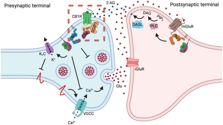 Cannabinoid receptor 1 regulates synaptic transmission. In the case of a glutamatergic synapse, depolarization of the presynaptic membrane results in the release of glutamate (Glu) that activates postsynaptic ionotropic glutamate receptors (iGluR) and, especially in situations of massive release, metabotropic glutamate receptors 1 and 5 (mGluR). Gq/11 protein-mediated signaling cascade of mGluR activates phospholipase C (PLC), converting phosphatidylinositol 4,5-bisphosphate (PIP2) to diacylglycerol (DAG) and inositol 1,4,5-trisphosphate (IP3, not shown). Postsynaptically-located diacylglycerol lipase (DAGL) converts DAG into 2-arachidonoylglycerol (2-AG). 2-AG diffuses to the presynaptic membrane, where it activates cannabinoid receptor 1 (CB1R). Often, this regulation is referred to as the on-demand production of 2-AG. Another endocannabinoid, N-arachidonoylethanolamine (AEA), which is perhaps produced tonically, also activates CB1R (not shown). Activation of CB1R results in a decrease in synaptic vesicle exocytosis by several mechanisms. Inhibition of synaptic vesicle exocytosis can be mediated through Gi/o activity as well as through Gβγ-mediated inhibition of voltage-gated calcium channels (VGCC) and activation of inwardly-rectifying potassium channels (Kir). Inhibition of VGCC decreases the levels of Ca2+ in the presynapse, thus inhibiting vesicle exocytosis. Activation of Kir channels hyperpolarizes presynaptic membrane, thus preventing activation of VGCC. Increased release of glutamate elevates production of endocannabinoids, which in turn activate CB1R. Increased CB1R activity inhibits vesicle exocytosis and the glutamate release; thus, CB1R plays a role as a negative feedback loop regulator of synaptic transmission, contributing to synaptic plasticity. While agonist-activated CB1R is rapidly endocytosed from the dendrosomatic neuronal surface, presynaptically-located CB1R displays a high degree of membrane stability, both at a basal state and upon agonist activation. This stabilization may be the result of SGIP1 interaction with the receptor, which inhibits the receptor’s internalization or lateral mobility. The dashed red square indicates the signaling aspects of the CB1R-SGIP1 relationship during the initial phase of desensitization tested in heterologous systems and depicted in Figure 1.
