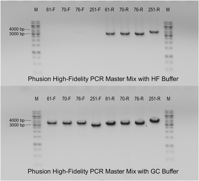 Agarose gel electrophoresis analysis of PCR fragments multiplied by Phusion High-Fidelity PCR Master Mix with H﻿F ﻿B﻿uff﻿﻿e﻿r and Phusion High-Fidelity PCR Master Mix with GC Buffer. Analysed PCRs are labelled as the mutated residue and the letter indicating whether the fragment is multiplied by mutation-specific forward (F) or reverse (R) primer. Expected PCR fragments are between 3000 and 4000 bp long. While using the PCR master mix with GC buffer gave expected fragments in all shown cases, using the Phusion High-Fidelity polymerase with HF buffer failed to multiply four fragments.