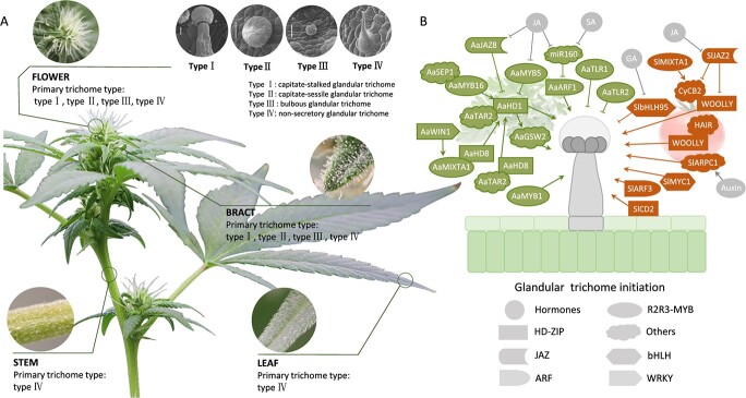 . GTs in Cannabis and their transcriptional regulatory network in Solanum lycopersicum and Artemisia annua. A Scanning electron microscopy analysis illustrating the different GT types on the surface of various tissues in Cannabis sativa. Type I, capitate-stalked GT; Type II, capitate-sessile GT; Type III, bulbous GT; Type IV, nonsecretory GT. Bars = 25 μm. B Summarized transcriptional regulatory network of GT initiation in S. lycopersicum and A. annua. Different shapes represent distinct regulatory factors. Arrow-headed lines indicate upregulation, whereas blunted lines indicate downregulation or inhibition.